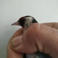 سهره . قناری