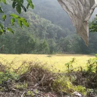پیدا شده .گم شده