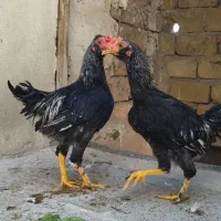 جوجه خروس ۵ ماه چهل تاج