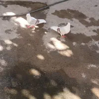 دوتا نر پلنگ لون|پرنده|سیلاخور, |دیوار