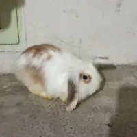 خرگوش مینی لوپ ترکیش