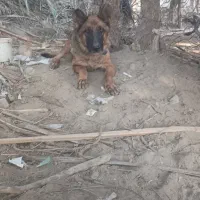 سگ ژرمن ماده|سگ|عنبرآباد, |دیوار