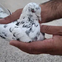 کبوتر پرشی|پرنده|تهران, دهم فروردین|دیوار