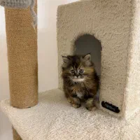 گربه بریتیش لانگ|گربه|تهران, نیاوران|دیوار