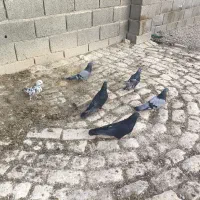 کبوتر اصفهان|پرنده|حبیب آباد, |دیوار