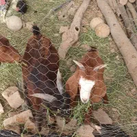 ۳عددبزپاکستانی|حیوانات مزرعه|اسفرورین, |دیوار