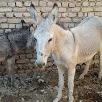 دوتا خر جوان‌ماده‌شیرده