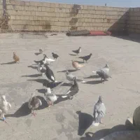 ۲۷تاکبوتر پرشی نرو ماده قاطی