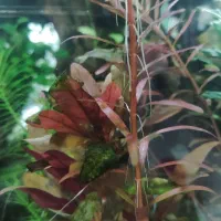 فروش اکواریوم و گیاه|ماهی|بندرعباس, |دیوار