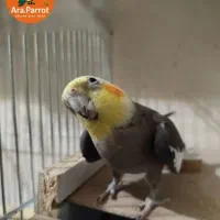 عروس هلندی مولد سخنگو|پرنده|بوکان, |دیوار