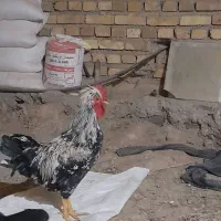 خروس لهستانی و رسمی|حیوانات مزرعه|بهار, |دیوار