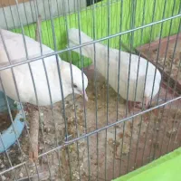 کبوتر خانگی تزیینی