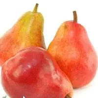 آغاز پیشفروش نهال گلابی انجو دوساله|خدمات باغبانی و درختکاری|ویسیان, |دیوار