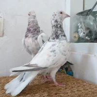 کبوتر|پرنده|سبزوار, قلعه‌نو دهزار|دیوار