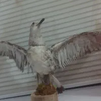 مجسمه پرنده