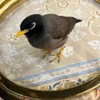 پرنده مینا|پرنده|تهران, فدک|دیوار