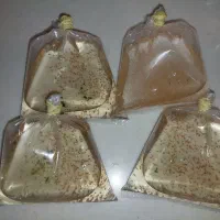 گیاه اکواریومی و غذا زنده|ماهی|شیراز, غدیر شمالی|دیوار