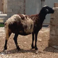 ۸بره بزرگ،۵ تا آبست،و۴کشتاری، ودوتاگوسفندبره دار