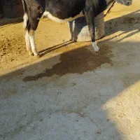 شنگول دو رگ فروشیه