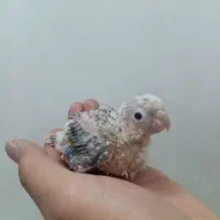 گرینچیک سرلاکی و  نر بالغ|پرنده|بیرجند, |دیوار