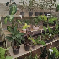استند گل پله ای فلزی