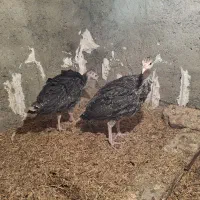 جوجه بوقلمون