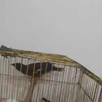 مینا سالم وسرحال