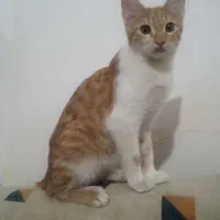 گربه