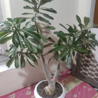 گل ادنیوم درحال گل دهی در تبریز تحویل داده میشه|گل و گیاه طبیعی|خسروشاه, |دیوار