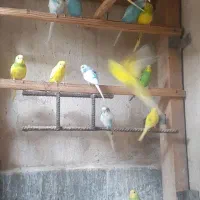 مرغ عشق بالغ|پرنده|بهشهر, |دیوار