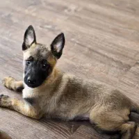 فروش یک قلاده سگ