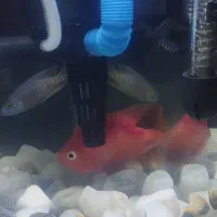 فروش آکواریوم به همراه ماهی