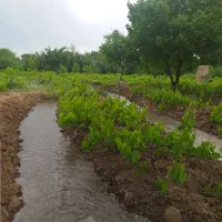 فروش باغ انگور با خانه باغ