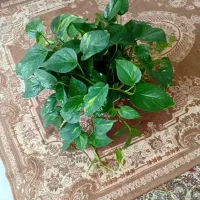 گل پتوس خیلی سرحال۵۰۰ تومن