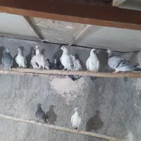 کبوتر پلاکی|پرنده|اردکان, |دیوار