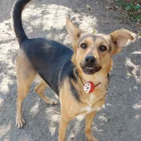 فروش توله سگ|سگ|گلبهار, شهر جدید گلبهار|دیوار