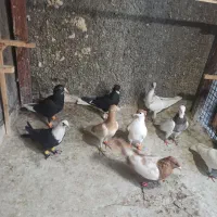 کبوتر صید
