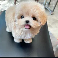 توله سگ لهاساپسو تبتی