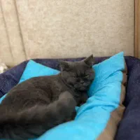 گربه نر بریتیش