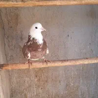 کبوتر