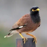 مرغ مینا تازه سخنگو