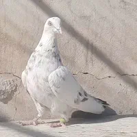 کفتر گرفتنی|پرنده|ری, دولت‌آباد|دیوار