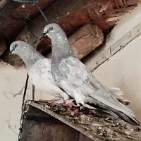 کبوترصابونی 7عدد