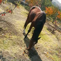 اسب نریان زیبا چابک .باهوش. ارام