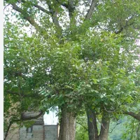 درخت گردو وانواع درختان خریداریم|خدمات باغبانی و درختکاری|بروجرد, |دیوار