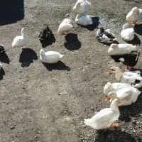 بوقلمون و اردک|حیوانات مزرعه|پره‌سر, |دیوار