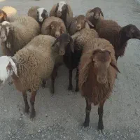 تعدادی گوسفندبرای فروش دارم9عددماده دوتا و هستند|حیوانات مزرعه|صحنه, |دیوار