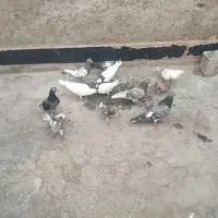 قلعه چنعان