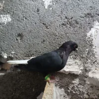 کفتر یا کبوتر نر ماده زاغ دم سفید|پرنده|رضویه, |دیوار