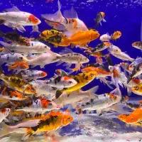 ماهی کوی یکی بخر به همراه دوتا اشانتیون(مدت محدود)